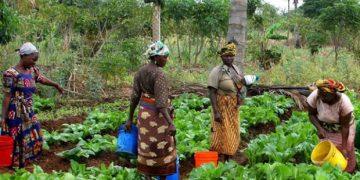 Roteiro para Autossuficiência Alimentar de Angola e Empregos Juvenis via SADC – Tyilenga Tyokuehandja